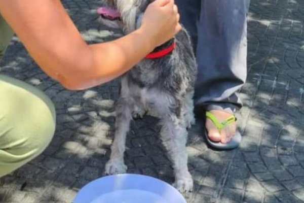 Corrientes: Rompieron los cristales de un auto para rescatar a un perro que dejaron encerrado