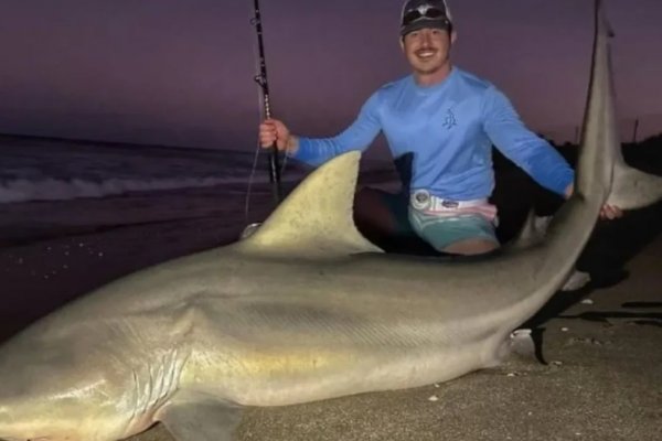 Un pescador capturó al tiburón toro más grande de su especie en Florida