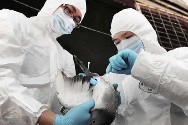 Corrientes: autoridades sanitarias buscan evitar que la Gripe aviar avance en humanos