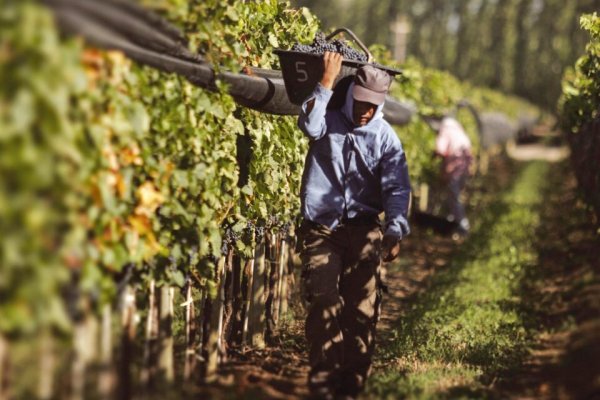Proyectan caída de la producción de vino
