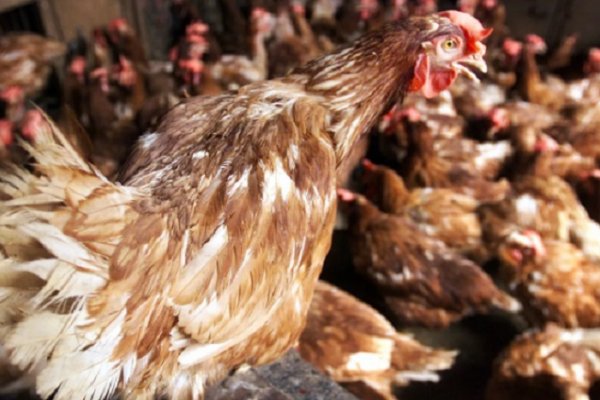 Detectaron cuatro nuevos casos de gripe aviar en Córdoba