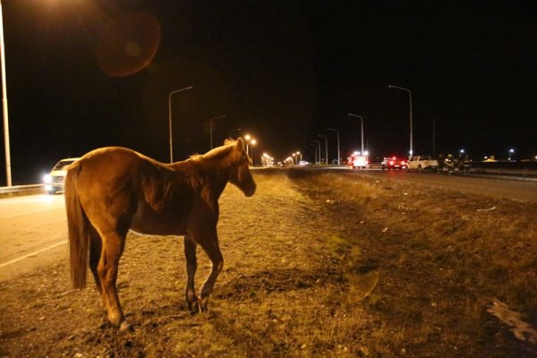 Hubo dos choques de camionetas contra caballos a la salida de los corsos