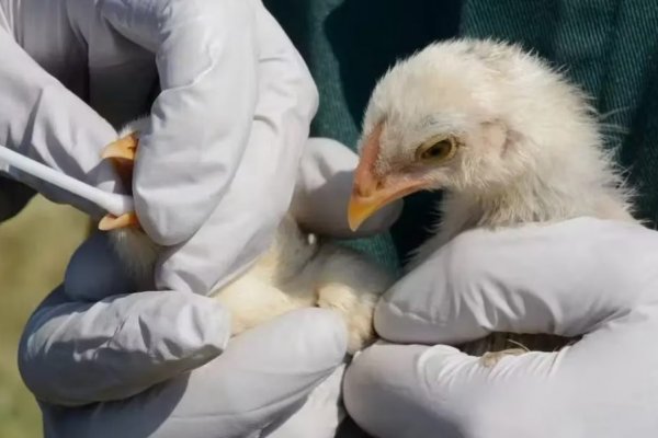 La Dirección de Recursos Naturales de Corrientes lanzó un comunicado ante los casos de gripe aviar