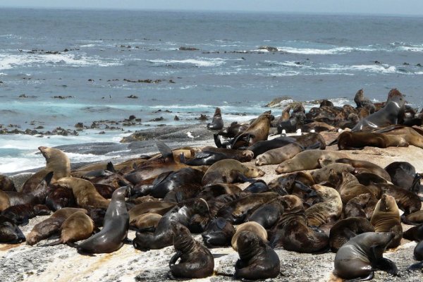 Más de 700 lobos marinos muertos por la gripe aviar en Perú