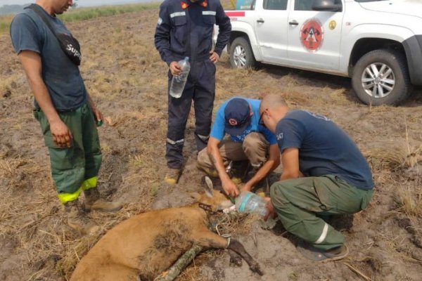 Corrientes: dramáticas imágenes de la cierva que murió por las graves quemaduras