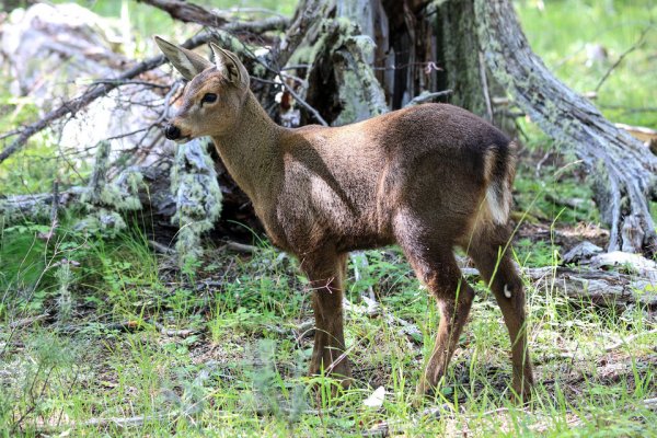 Nació un huemul en cautiverio Chubut por primera vez en 70 años