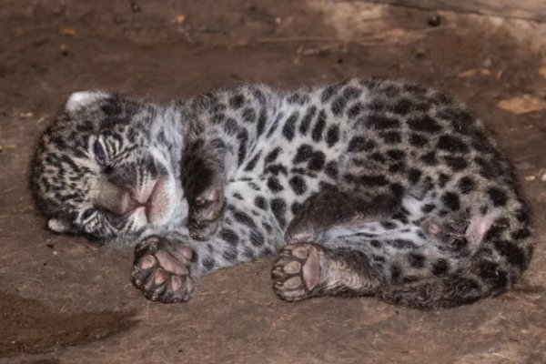 Nacieron tres yaguaretés en el Parque Nacional El Impenetrable