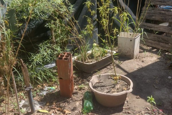 Hallaron e incautaron plantines de marihuana en una vivienda del Barrio Pirayuí