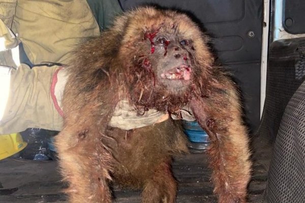Bomberos de Saladas rescataron a un mono que fue atacado a balazos