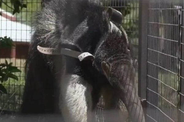 Incendios en Corrientes: evacuaron osos hormigueros gigantes del Parque Iberá