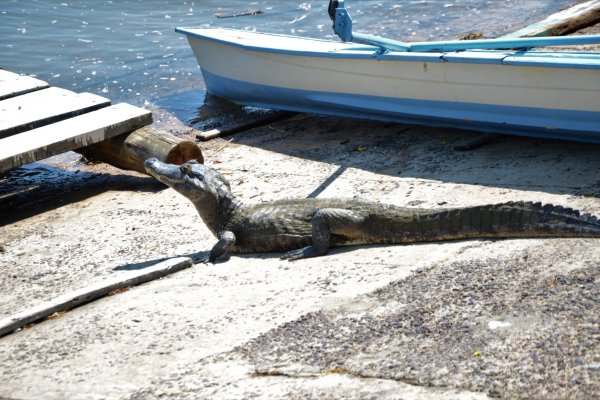 Apareció un yacaré en la playa del Club Regatas, recomiendan no molestarlo