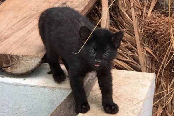 Avanza la rehabilitación de un gato montés correntino