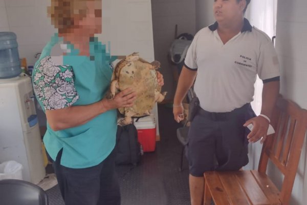 Rescataron un ejemplar de tortuga que estaba siendo maltratada