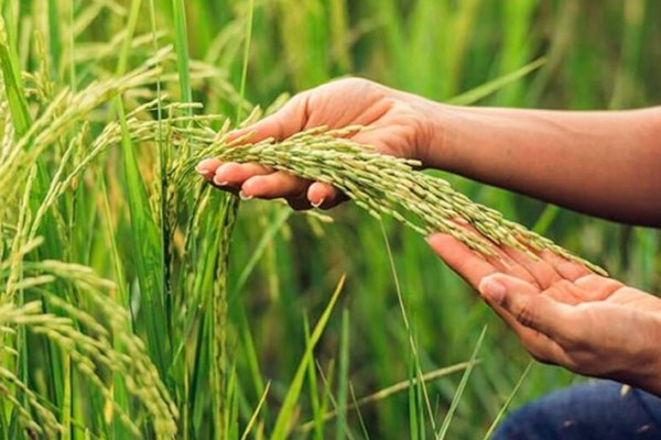 Corrientes se prepara para la cosecha de arroz más baja del siglo