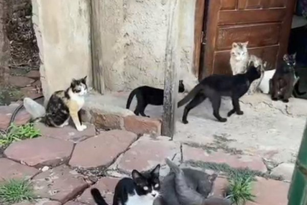 Buscan padrinos y adoptantes para 29 gatos que viven en el barrio Santa Teresita