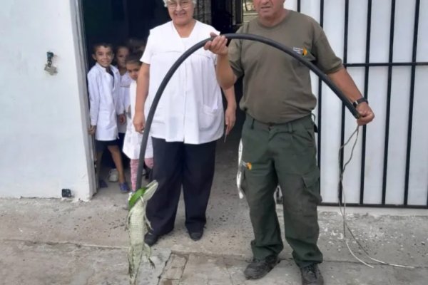 Apareció un ejemplar de yacaré en una escuela correntina