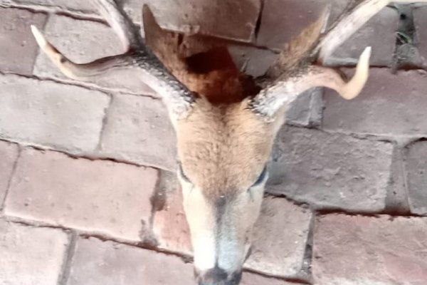 Cazadores furtivos fueron demorados por matar un ciervo de los pantanos