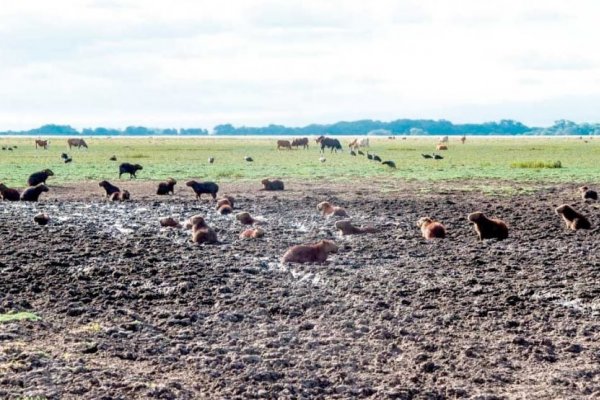 Corrientes: la sequía golpea la actividad turística en los Esteros del Iberá