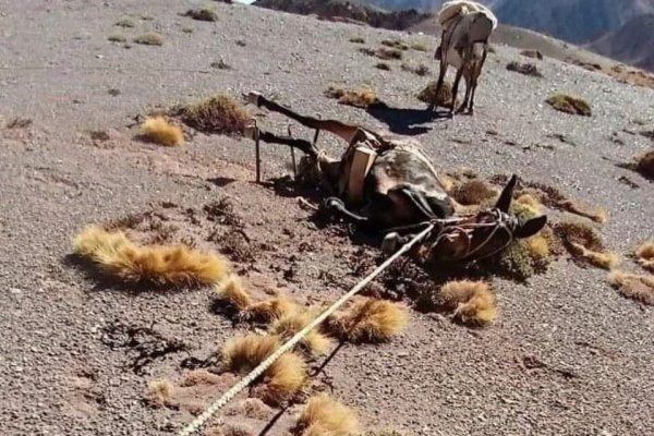 Denuncian maltratos a mulas de carga en el Parque Provincial Aconcagua