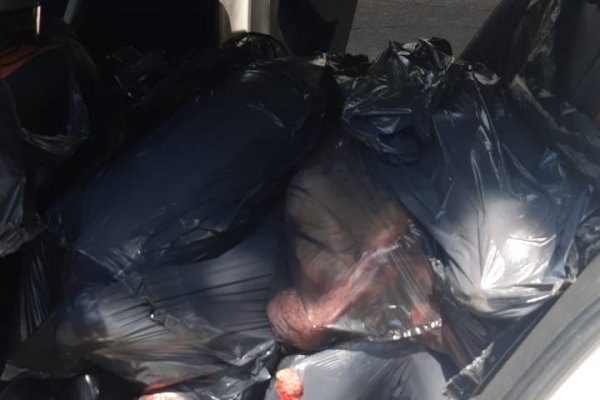 La Policía secuestró 17 surubíes del interior de un vehículo