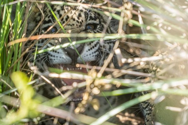 Corrientes: Chaco y Taragüi crecen saludables en el Parque Iberá