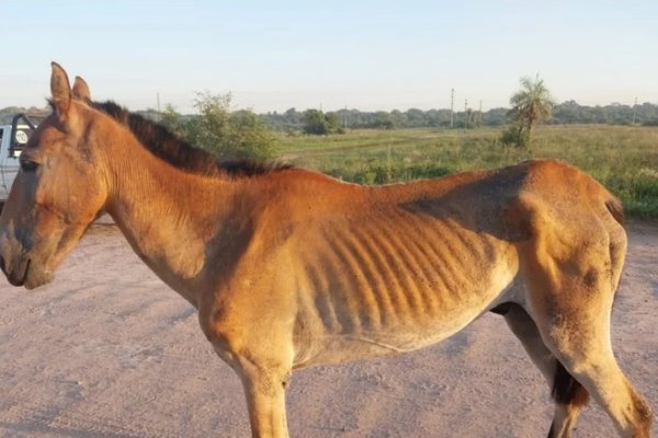 Bomberos rescataron un caballo lastimado y desnutrido en el barrio Santa Catalina