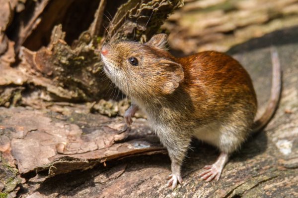 Una mujer de 45 años murió por hantavirus en Bariloche