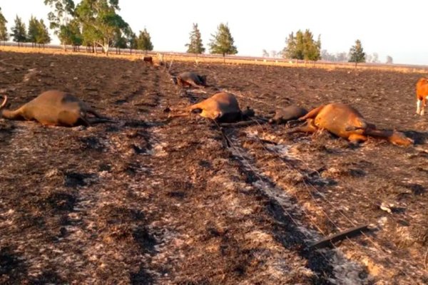 Habrá entre un 40 % y un 70% menos de pasto y los animales no podrán recuperar su estado corporal por la sequía