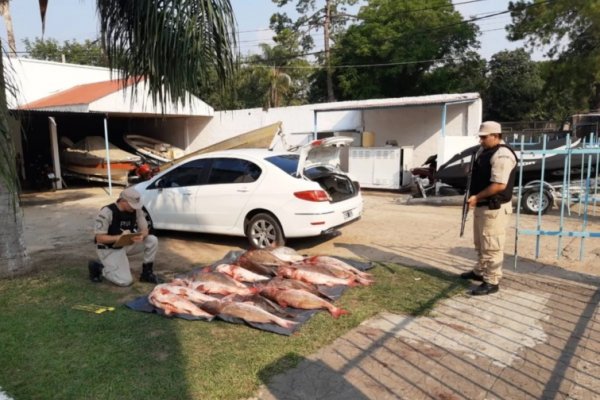 Secuestraron más de 280 kilos de pescado que eran transportados  en el auto de un intendente correntino