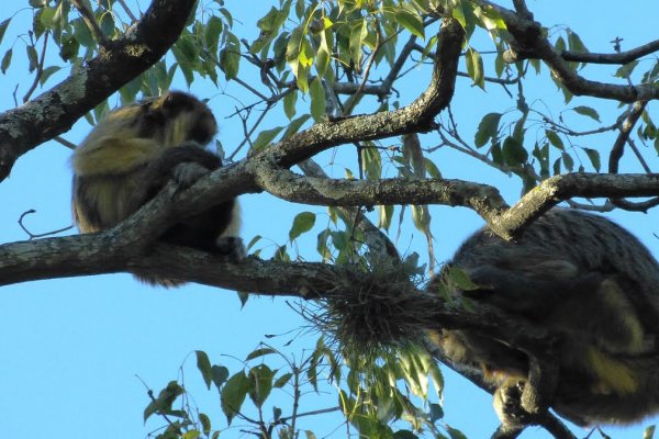 Monitorean presencia de monos en áreas urbanas y periurbanas de Corrientes