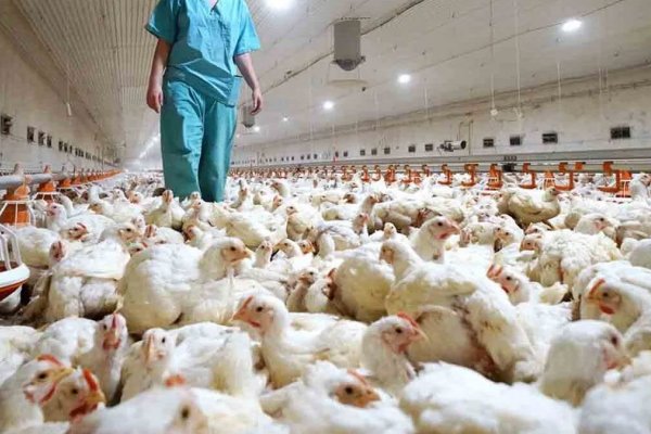 En la ultima semana detectaron 13 nuevos casos positivos de gripe aviar en la Argentina