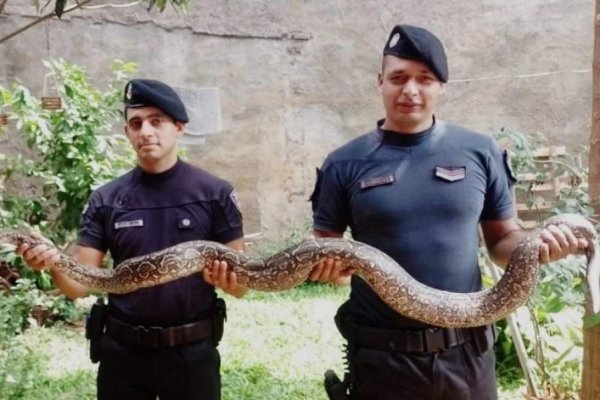 Policías rescataron a enorme 