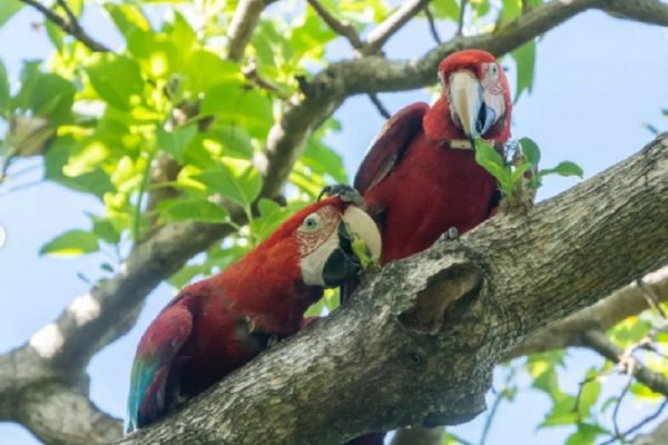 Cuatro nuevos guacamayos rojos vuelan libres en Iberá