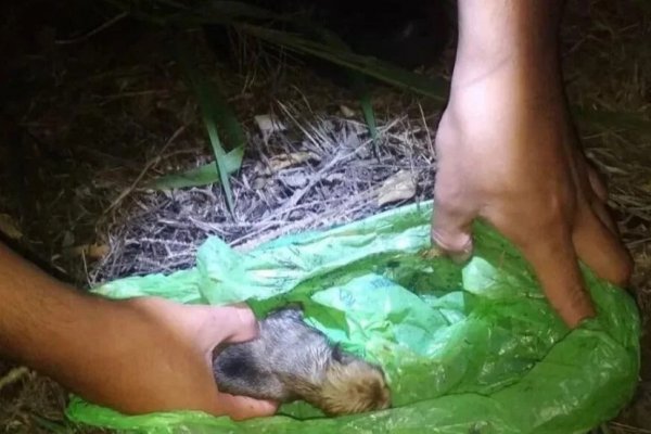 Policías rescataron diez perros abandonados y los llevaron a una comisaría