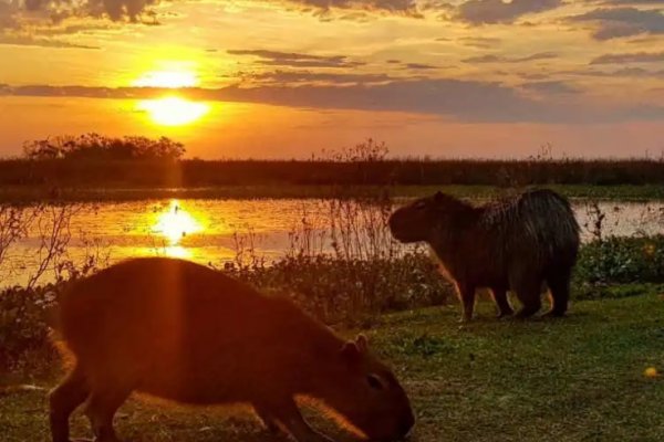 Corrientes: Presentarán un vuelo directo a los Esteros del Iberá