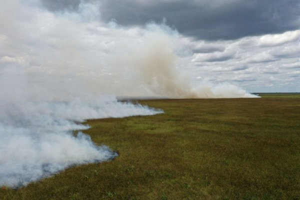 Corrientes: historia de las políticas forestales que avivan el fuego