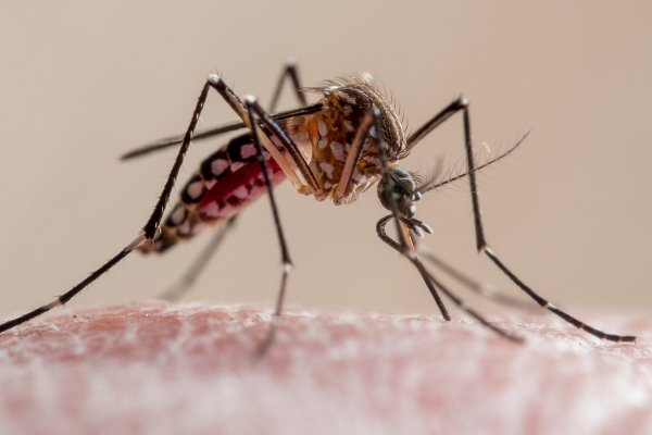 Una muerte y nuevo récord de contagios de dengue en Argentina