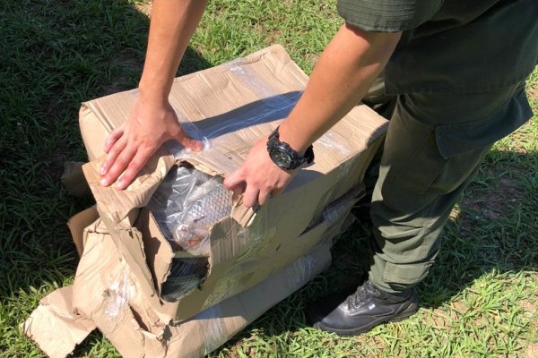 Decomisan 501 kilos de pescados en un control vial en el interior de Corrientes