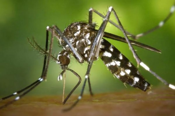 Confirmaron un nuevo caso de Chikungunya en Corrientes