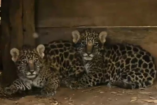 La  yaguareté Tania regresa a los Esteros del Iberá junto a sus dos cachorros