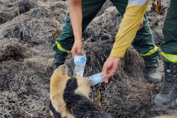Rescataron un oso melero de un incendio en Corrientes