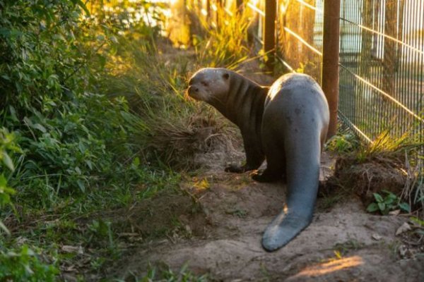 Destacan los resultados exitosos de la reinserción de especies en el Iberá