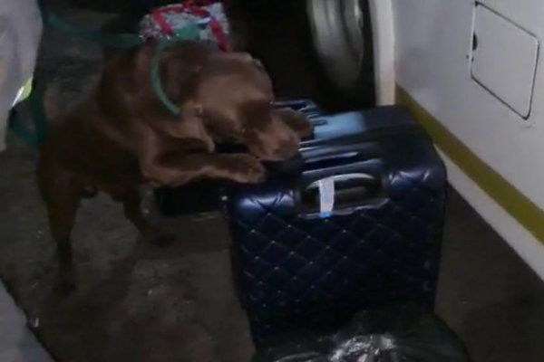 Corrientes: Theo marcó dos valijas que tenían más de 37 kilos de marihuana