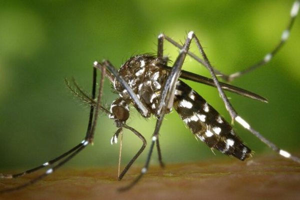 Dengue: confirmaron la segunda muerte en el país por esta enfermedad