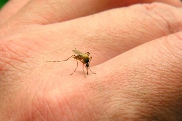 Confirman los primeros cinco casos autóctonos de chikungunya en Santa Fe