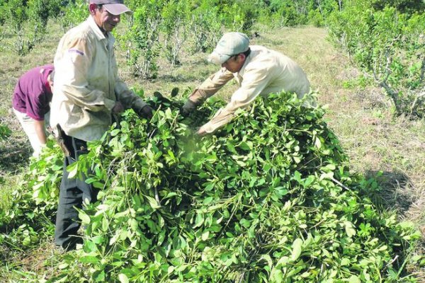 Yerbateros piden apurar el nuevo precio de la yerba y reclaman un aumento del 70%