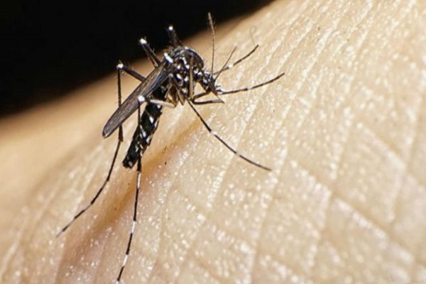 Cuáles son los síntomas del dengue y cómo se puede prevenir