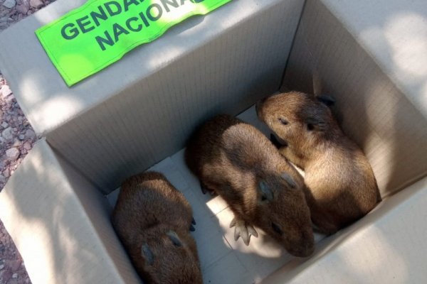 Encontraron crías de carpincho atadas y siendo transportadas por cazadores furtivos