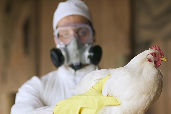 Chile confirmó el primer caso humano de gripe aviar