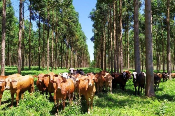 El auge de la ganadería silvopastoril en Corrientes